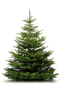 Živý vianočný stromček - kaukazská jedľa (180-200)